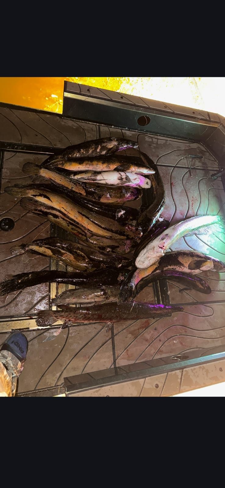 Native Roots Outdoor bowfishing trip photo with guests, fish, boat lights, and South Florida water